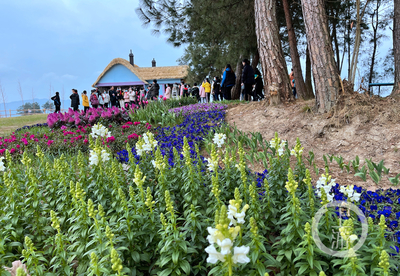 走進林下“花花世界”，體驗鄉村版“安徒生童話”的禮品花卉銷售之旅