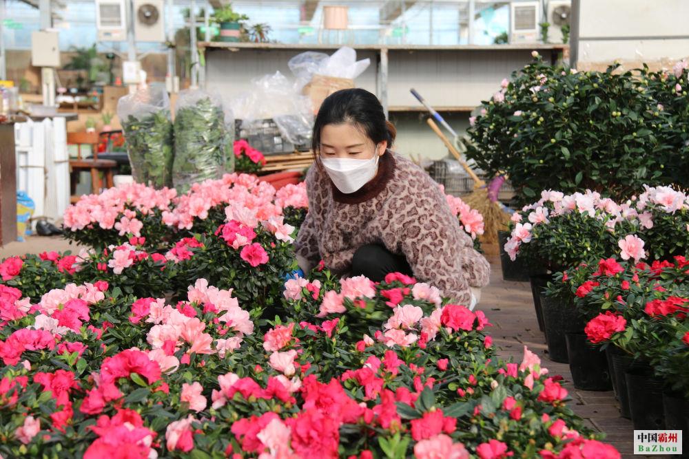 新春花市“年味兒”濃 禮品花卉銷(xiāo)售迎來(lái)“春天”