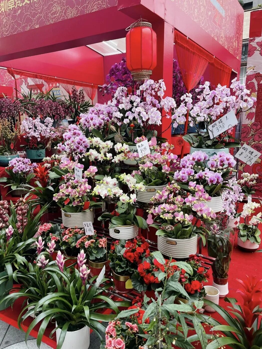 成都金溫江年宵花市2月8日開(kāi)市，禮品花卉銷(xiāo)售熱力四射